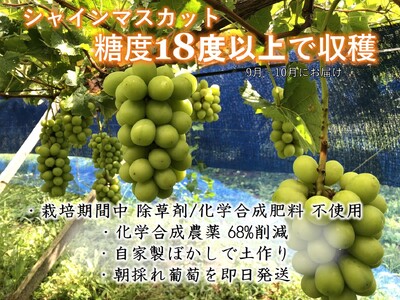 ＜2026年発送先行予約＞【自然に優しく美味しい葡萄2色セット2房】栽培期間中の農薬削減で美味しいシャインマスカットと赤葡萄(1kg以上) ALPEF009