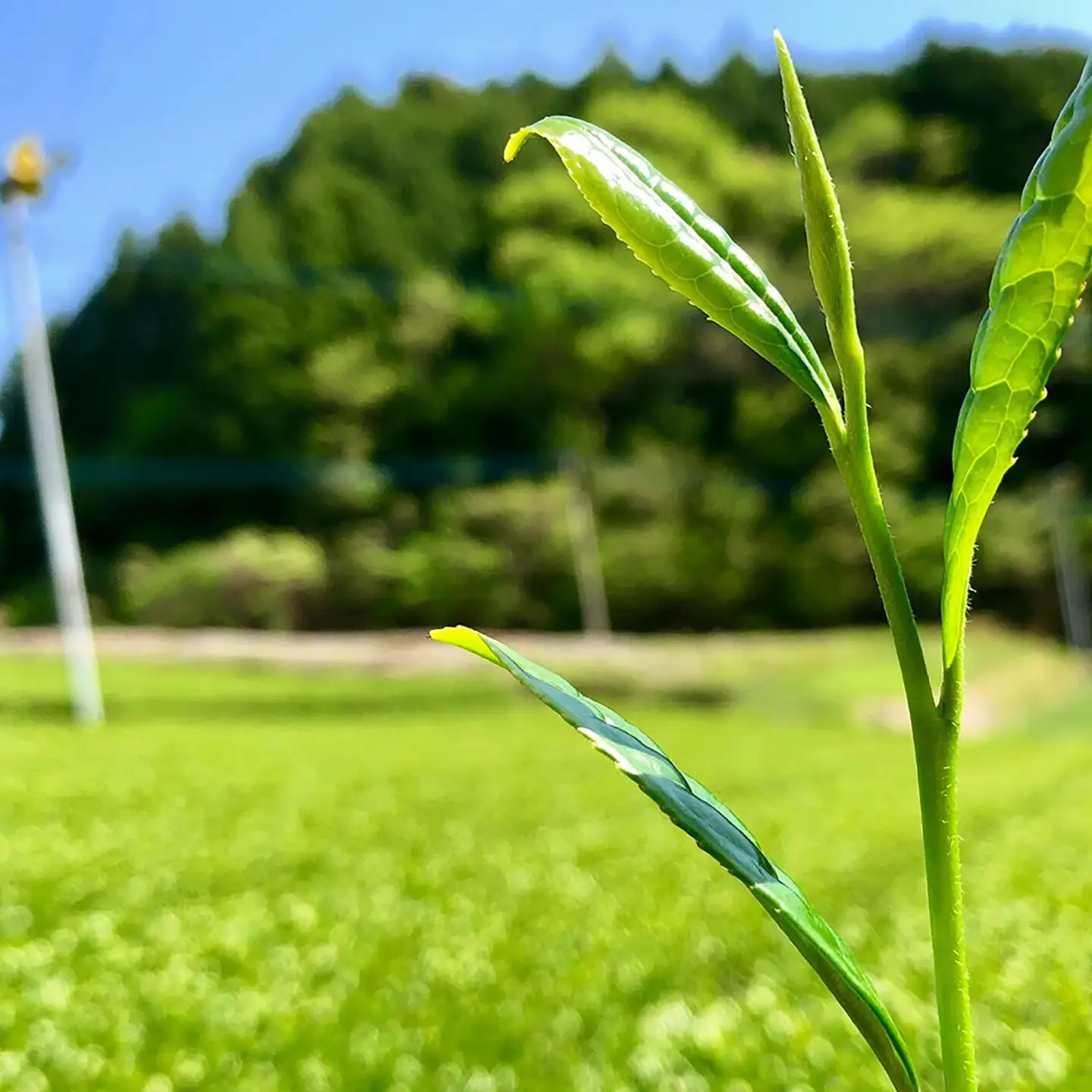 うれしの茶 嬉野の詩 2本セット /有限会社 原製茶園[UEJ002] 茶