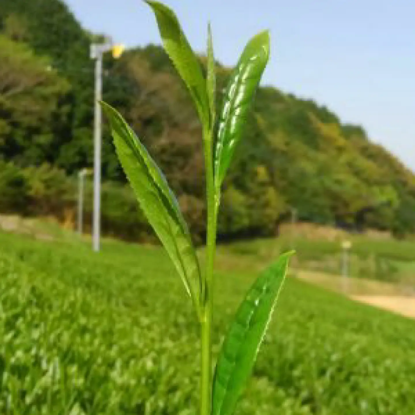 うれしの茶 飲み比べ4本セット/有限会社原製茶園[UEJ004] 緑茶