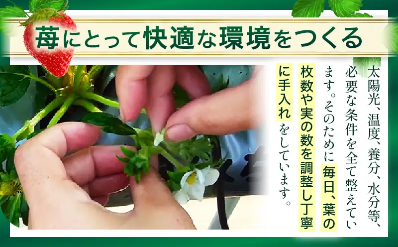 【先行予約】【ギフト仕様】【高級】女峰いちご　24又は30粒入(800g以上)　≪ IDOMALL セレクト≫|スイーツ いちご ストロベリー 女峰 苺 冷蔵 フルーツ 旬 果物 香川県 デザート 青果物 贈答 プレゼント 化粧箱 贈り物 おすすめ|_mk048-001