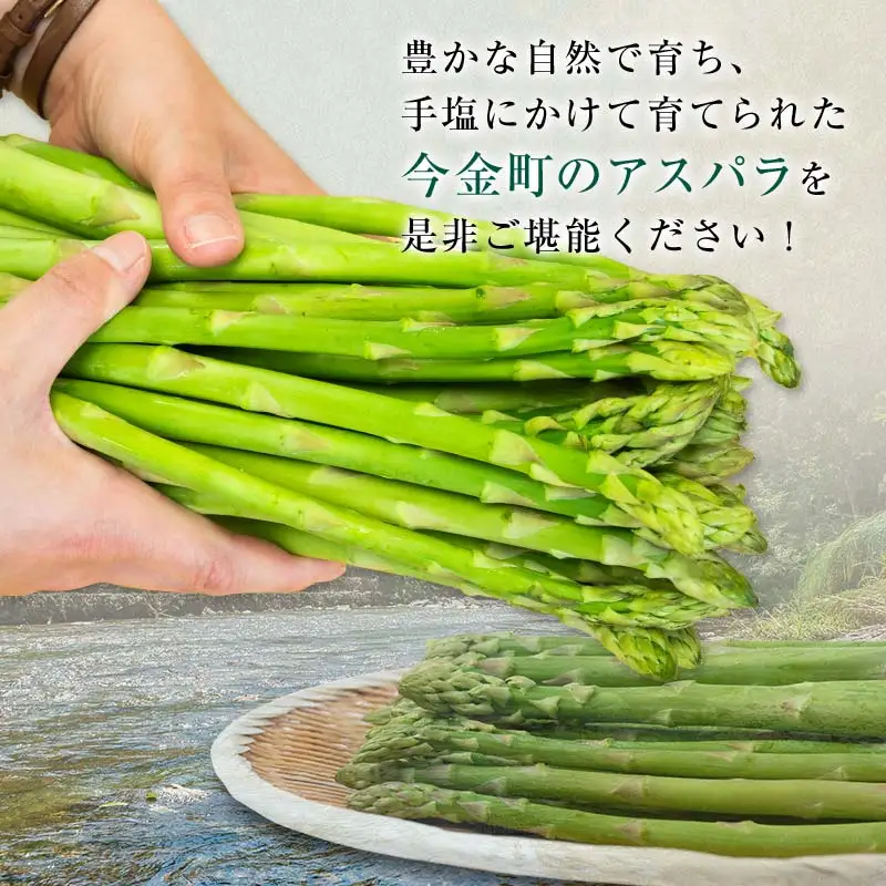 【先行予約】朝採れ新鮮アスパラ 750g （2Lサイズ） (2027年3月下旬~6月中旬または2027年7月上旬~9月上旬発送) 野菜 秀品 北海道産 バーベキュー BBQ キャンプ 旬野菜 アスパラガス 栄養満点 冷蔵発送 F21X-459