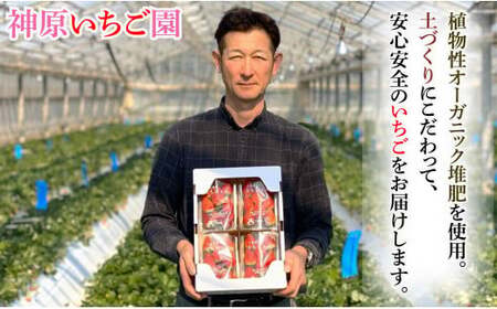 先行予約 いちご とちおとめ 約250g×4パック 計1kg 小玉 いちご
