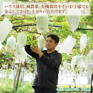 シャインマスカット2～3房（約1.5kg）【茨城県共通返礼品：下妻市】│ フルーツ 果物 ぶどう 種なし 大粒 茨城県（BJ001）