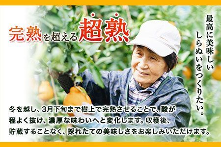 超完熟しらぬい 5kg 不知火