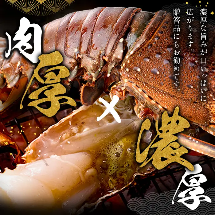 msm-013 《期間限定》伊勢海老 約1kg(2～3尾)【鹿児島県漁業協同組合三島村支所】三島村 伊勢海老 えび エビ 海老  魚介 味噌汁 網焼き 冷凍