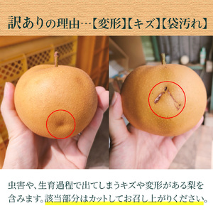 【ふるさと納税】＜2026年9月中旬～10月上旬ごろ発送予定＞＜訳あり 規格外 あきづき梨 3kg(4～7玉)＞先行受付予約 家庭用 自宅用 変形 しみ キズ サイズ混合 ナシ フルーツ グルメ 常温 黒岩 なし 旬 朝ドラ らんまん モデル 牧野富太郎のふるさと 佐川から直送