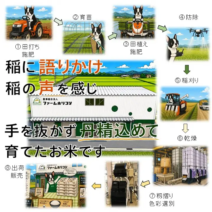 【令和8年産新米】【6ヶ月定期便】阿賀野市産 コシヒカリ 「ファームホリコシ美田米」 10kg（5kg×2袋）×6回  白米 精米 新潟県 米 こめ コメ 10月上旬頃より発送開始予定 3H10144