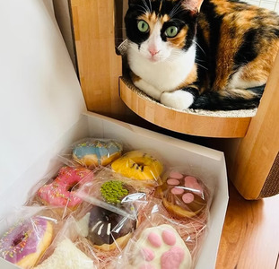 12回 定期便 保護猫応援 猫の森ドーナツ 9個BOX 計 108個 | 洋菓子 ドーナツ SIUNAUS SWEETS 