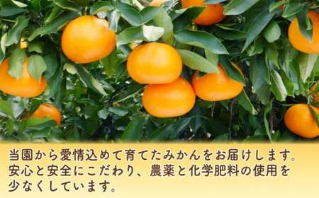 【先行予約】せとか 3kg みかん 愛媛 愛南 柑橘 吉田農園 フルーツ