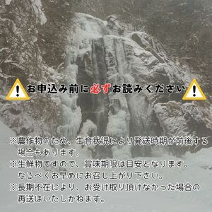 【数量限定】2色高級ぶどう(シャインマスカット、富士の輝)食べ比べセット