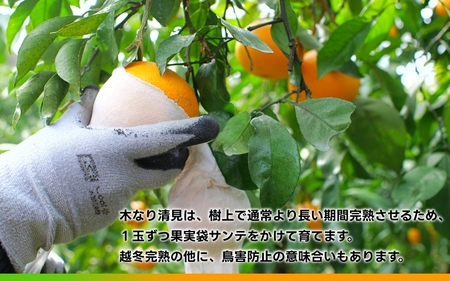 木なり 清見 オレンジ 2kg 頑固オヤジのこだわり / 清見オレンジ 清見タンゴール きよみ 清美 甘い 完熟 和歌山 柑橘 ※3月中旬〜4月上旬に順次発送 【krf009-r-2】