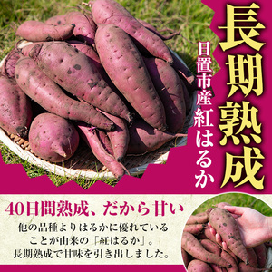 さつまいも サツマイモ 紅はるか 訳あり 6kg 末永商店 No.560-A