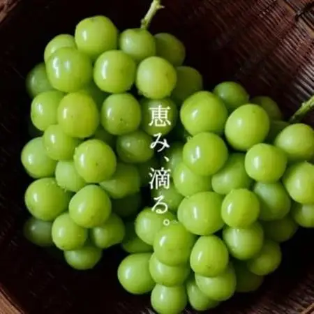 SINKA-真果-(シャインマスカット スパークリングワイン)2本セット【1600939】