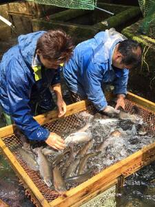 黄金イクラとヤマメ一夜干しセット(3種)黄金イクラやヤマメを詰め合わせ！
