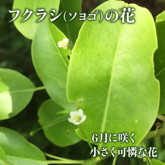 はちみつ ふくらし蜂蜜 [APAE005] はちみつ