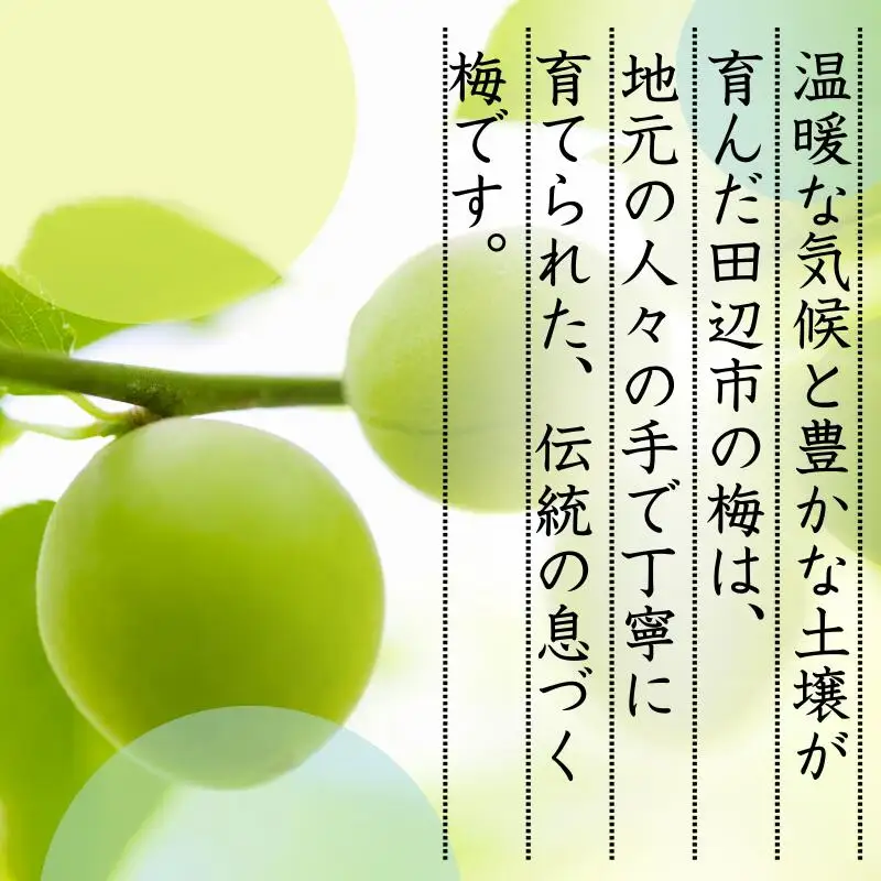 【先行予約】 青梅【小梅】 3kg（2027年5月頃から順次発送予定） / 生梅 梅干し 小粒 梅酒 梅ジャム 梅シロップ 産地直送 国産 和歌山 【tcs019】