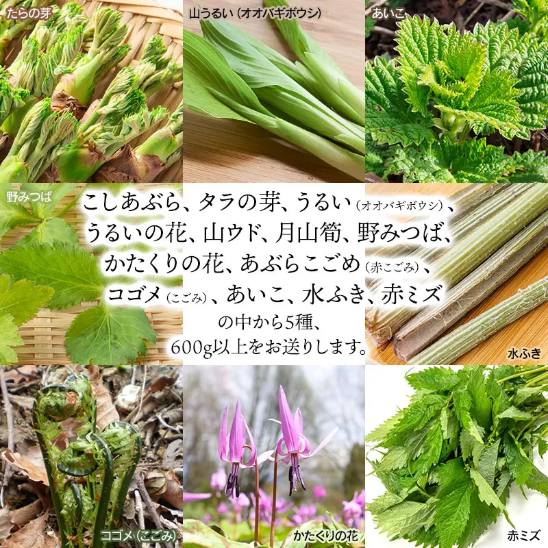 【令和9年発送】 山菜おまかせセット（5種以上） 計600g以上 山形県鶴岡産 グレイスファーム