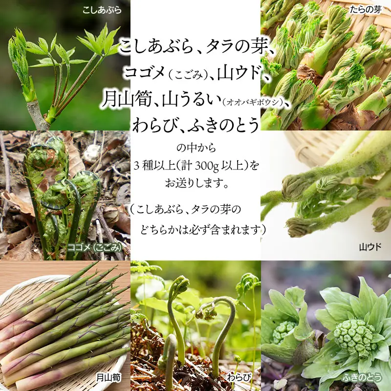 【令和9年発送】山菜セット天ぷら用 （3種以上） 計300g以上 山形県鶴岡産 グレイスファーム