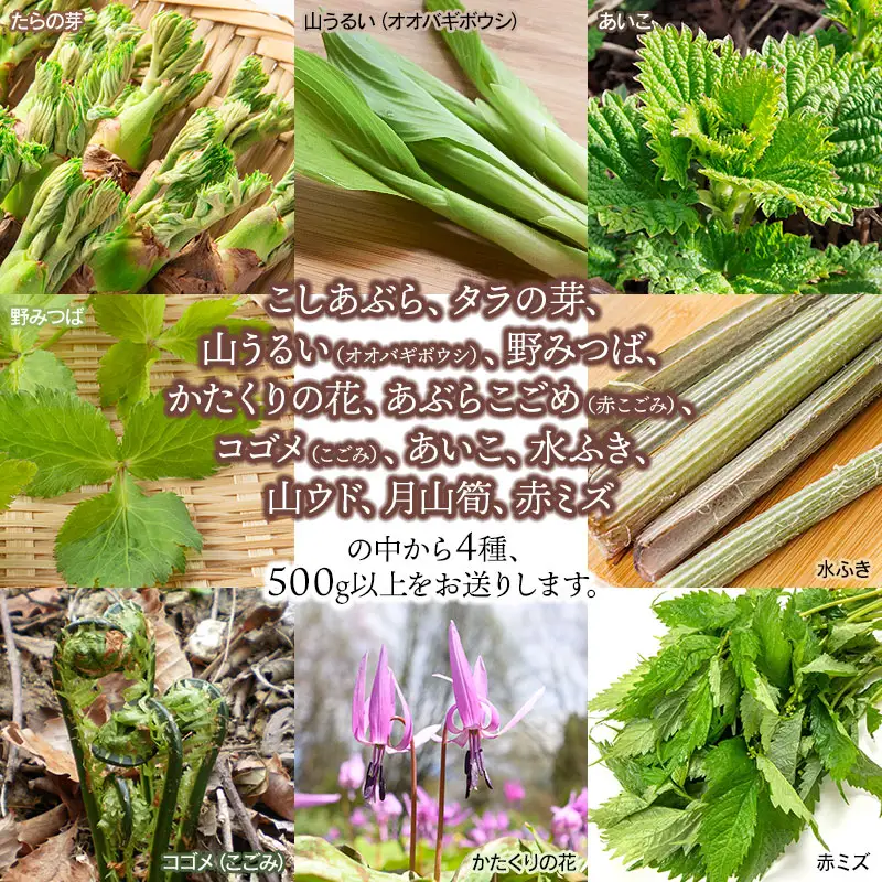 【令和9年発送】山菜セット 和え物・おひたし用（4種以上） 計500g以上 山形県鶴岡産 グレイスファーム
