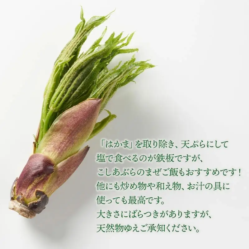 【令和9年発送】山菜 コシアブラ 200g 山形県鶴岡産 グレイスファーム