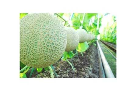 【約1.4kg×1玉】千葉アクアメロン（マスクメロン）大玉