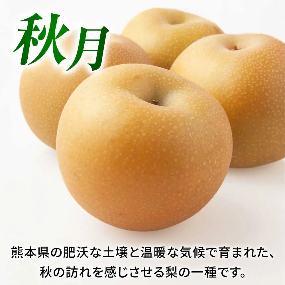 【先行予約】秋月梨　約5kg  梨 ナシ フルーツ 果物 【日本フルーツ株式会社】 [ZFJ015]