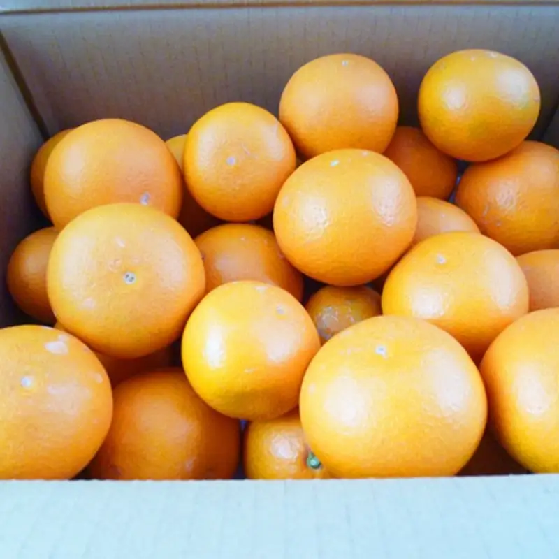 【予約】【ジューシー】清見オレンジ 約5kg　【2027年3月下旬頃〜2027年4月下旬頃に順次発送予定（お届け日指定不可）】【Z-uot710-2】