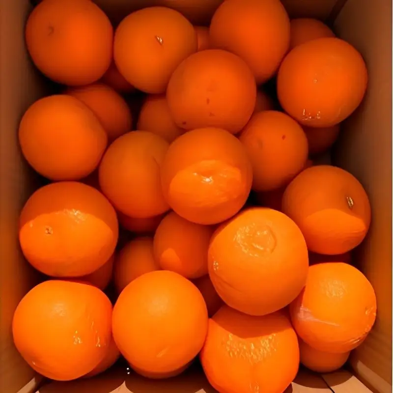 【予約】【ジューシー】清見オレンジ 約2.5kg　【2027年3月下旬頃〜2027年4月下旬頃に順次発送予定（お届け日指定不可）】【Z-uot832A】