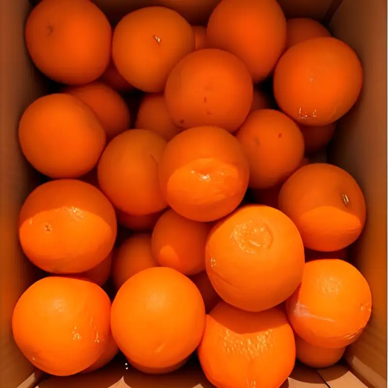 【訳あり・ご家庭用】紀州有田産清見オレンジ　約5kg 【2027年3月下旬頃〜2027年4月下旬頃に順次発送予定(お届け日指定不可)】【Z-uot863】
