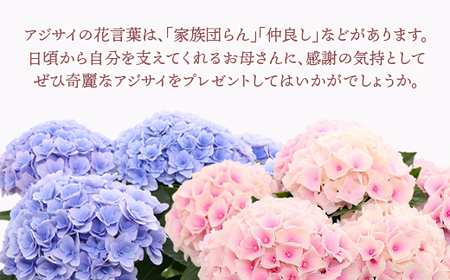 アジサイ 鉢植え ピンク (品種：フロレンティーナピンク) 母の日 感謝 プレゼント 614【長谷川園芸】
