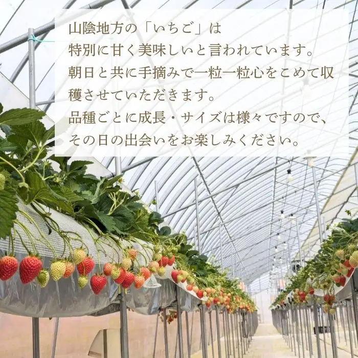 【先行予約】イチゴ2品種セット【食べ比べ いちご 約290g×2パック 苺 冷蔵 安来】【価格変更】【09-FA-02】