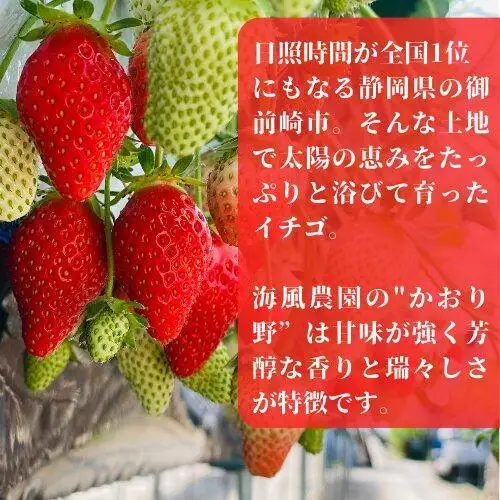 《限定3月発送》  朝採り同日出荷 いちご　御前崎産かおり野　1kg(250g×4パック)｜フルーツ 果物 くだもの 果実 おやつ デザート 静岡