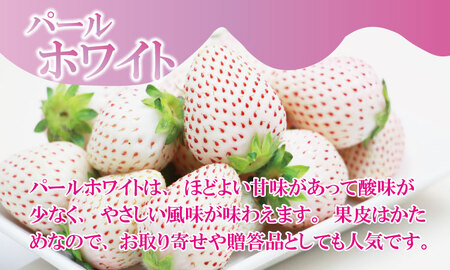 【先行予約】R9年1月中旬頃出荷開始 淡雪＆パールホワイト 各1パック 220g×2（合計440g）いちご 水田苺園 いちご B140-038