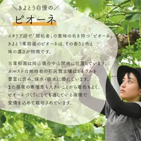 【訳あり】ピオーネ ご家庭用 3-5房入/計2kg～(岡山県産) 訳ありでもしっかり甘い!【配送不可地域：離島・北海道・沖縄県】【1535985】