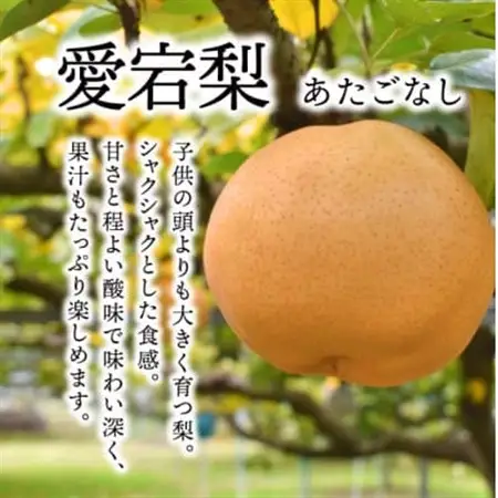 【2026年発送】あたご梨 上級品 2玉入 (1kg級/玉) (岡山県産)【1559830】