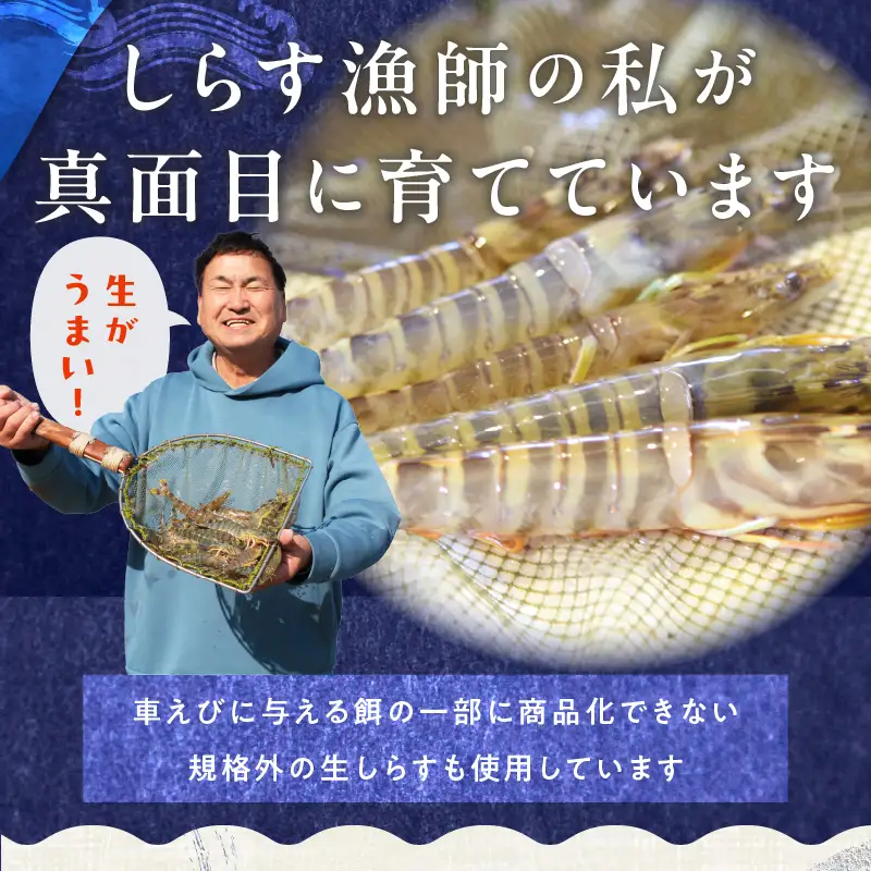 【訳あり】泉州車えび 300g TVで紹介【先行予約】