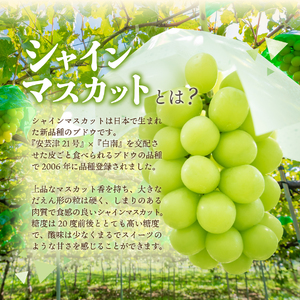 【2026年発送】産地直送 高級シャインマスカット2kg以上（3～4房）山梨県産 シャインマスカット