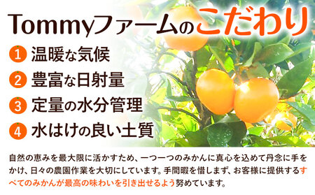 八朔 贈答用 ハッサク 約5kg