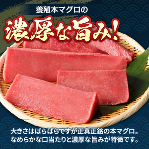 本鮪 赤身 サク 約1kg (a15-686)