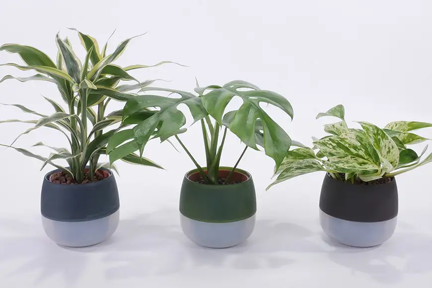 観葉植物 ハイミニビビアースカラー おまかせ 3個 セット