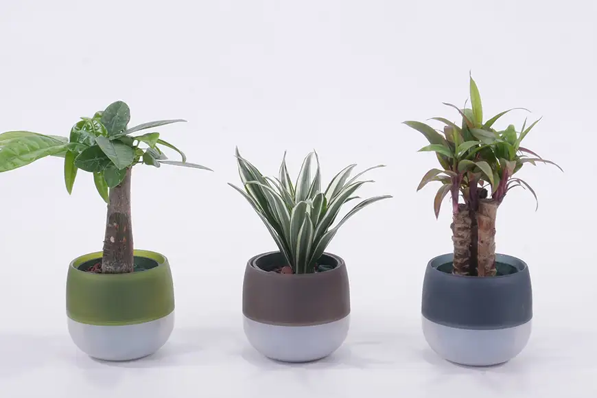 観葉植物 キュートビビアースカラー おまかせ 3個 セット