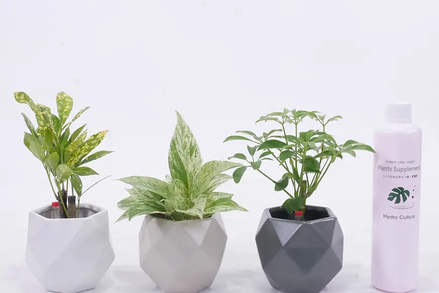 観葉植物 キュートポリゴン おまかせ 3個 栄養剤 1本 セット