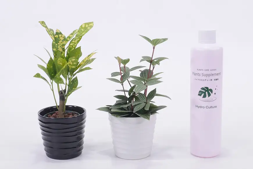 観葉植物 キュートみなも おまかせ 2個 栄養剤 1本 セット