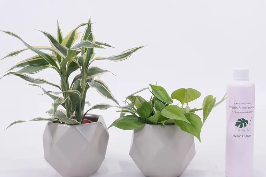 観葉植物 ハイミニポリゴン ベージュ おまかせ 2個 栄養剤 1本 セット