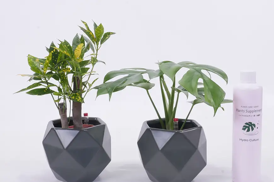観葉植物 ハイミニポリゴン ダークグレー おまかせ 2個 栄養剤 1本 セット