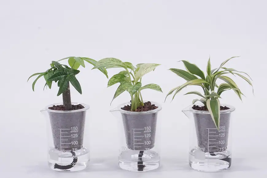観葉植物 ウォータリウム ビーカーM ハイドロコーン植え おまかせ 3個 セット