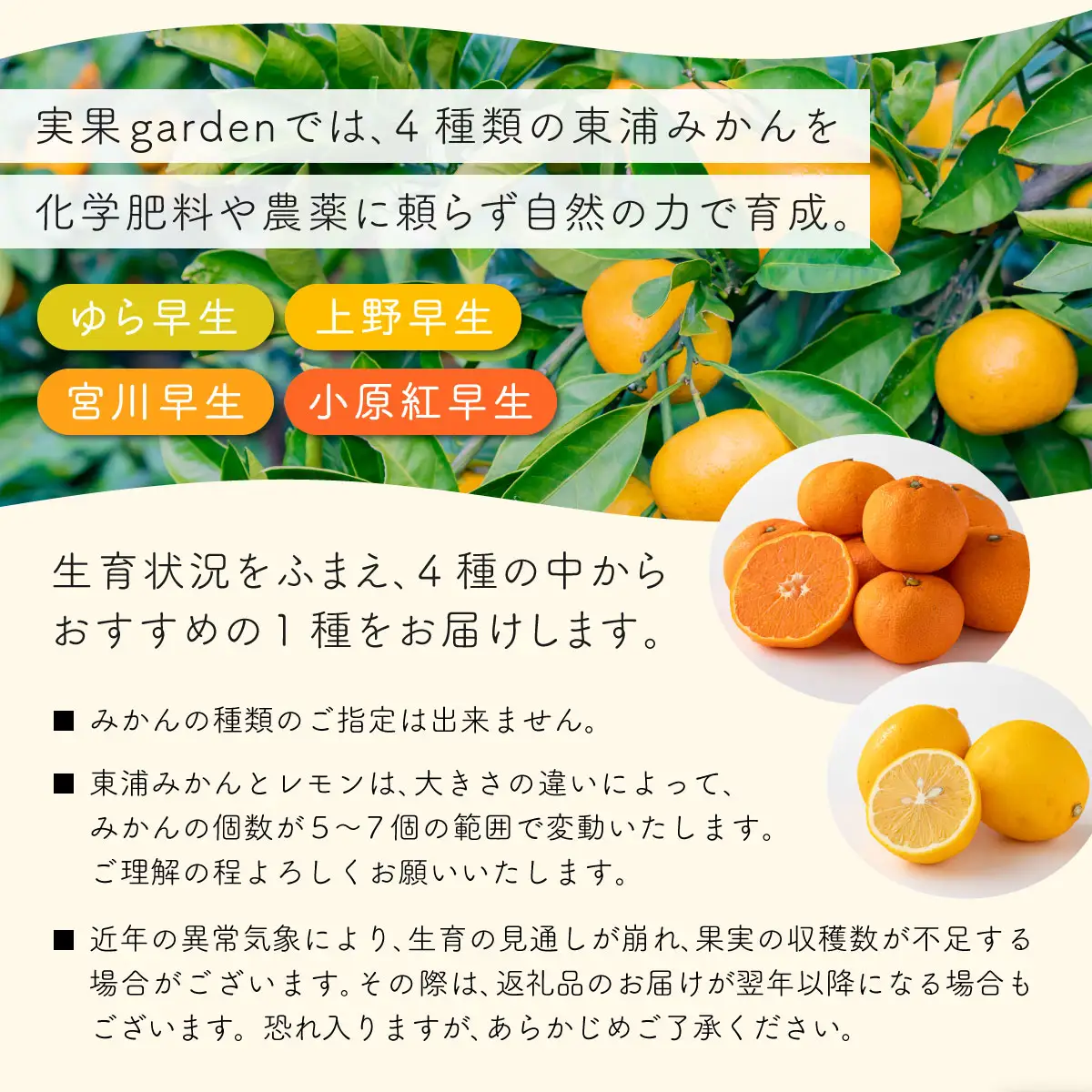 夕色みかんジャム × 2瓶・東浦みかん1種（5~7個）とレモン（3個）セット[089-a002]