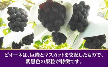 ピオーネ ぶどう 葡萄 約1kg (2房)