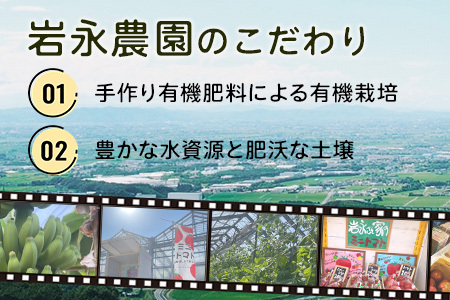 貴重！鹿島産バナナ 約1kg（5～8本）｜岩永さんちのバナナ 安心安全 栽培期間農薬不使用 上品な甘さ＆もちもち食感 生産者直送 おやつ 朝食 国産 果物 フルーツ ばなな 佐賀県 鹿島市 人気 B-824