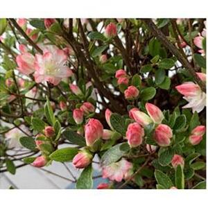 キュートな小花　クルメツツジ　レッジーナ　〈プラス樹〉　　